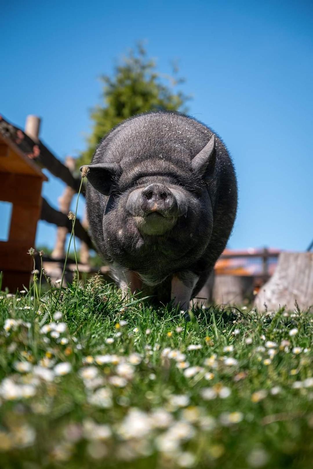 Balkanowka Krasniczyn 외부 사진